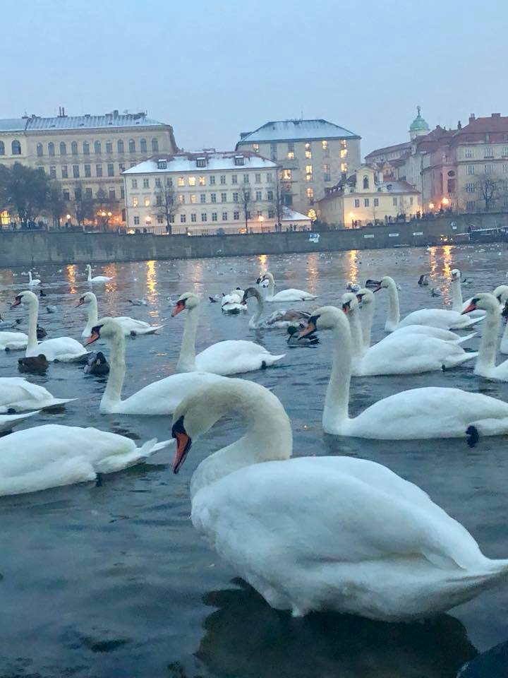 Prague in December; Here are the top 5 things to do: The Old Town Square Christmas Tree Lighting, See Swans on the Vltava River, Try Mulled Wine, Eat at U Sumavy , Christmas Markets at Night