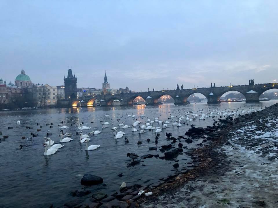 Prague in December; Here are the top 5 things to do: The Old Town Square Christmas Tree Lighting, See Swans on the Vltava River, Try Mulled Wine, Eat at U Sumavy , Christmas Markets at Night