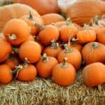 stay safe in a pumpkin patch Pinterest