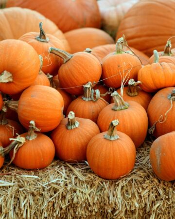 stay safe in a pumpkin patch Pinterest