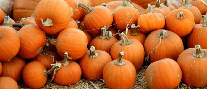 stay safe in a pumpkin patch Pinterest
