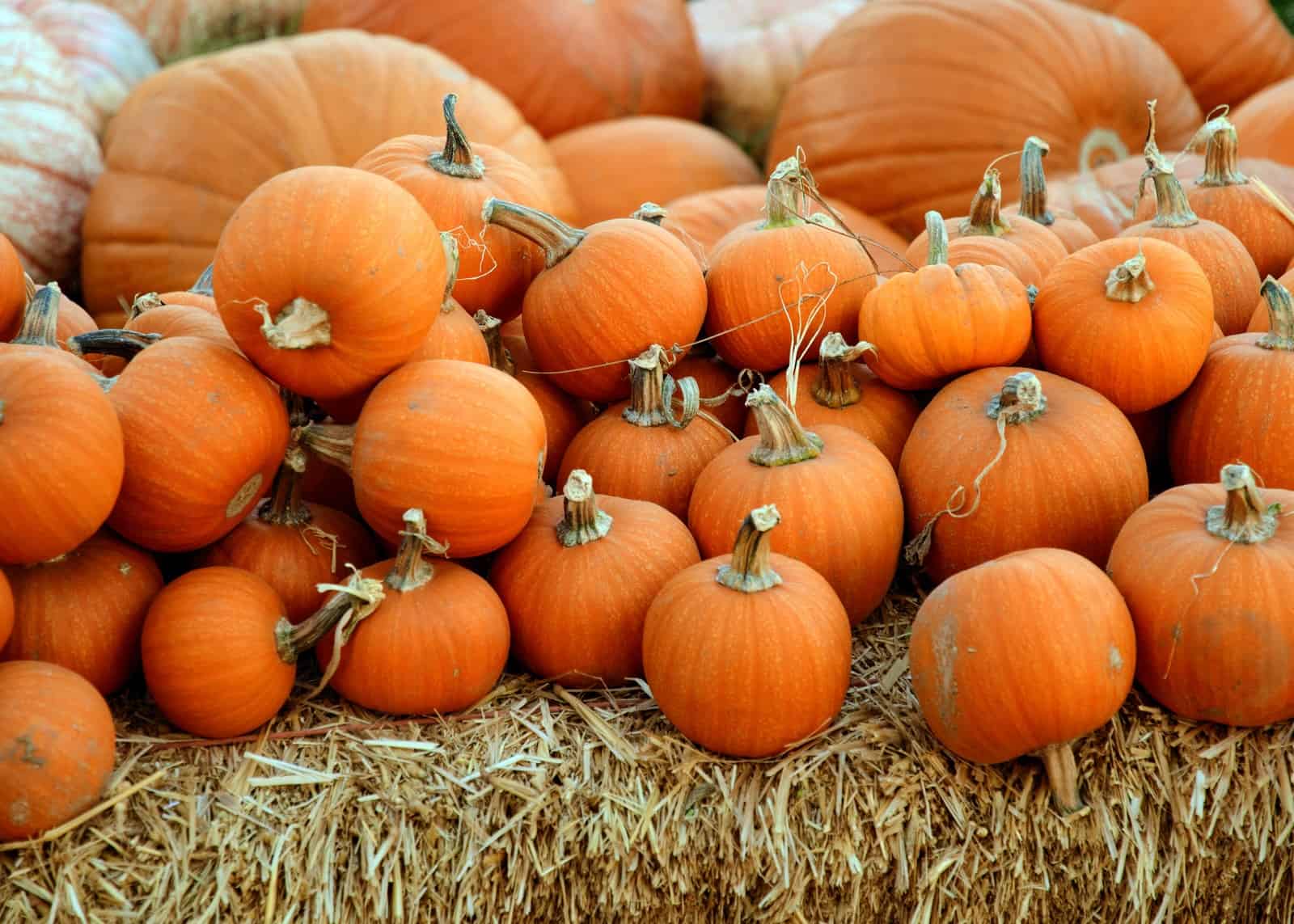 stay safe in a pumpkin patch Pinterest