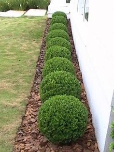 landscaping ideas for front of house, bushes, brown mulch