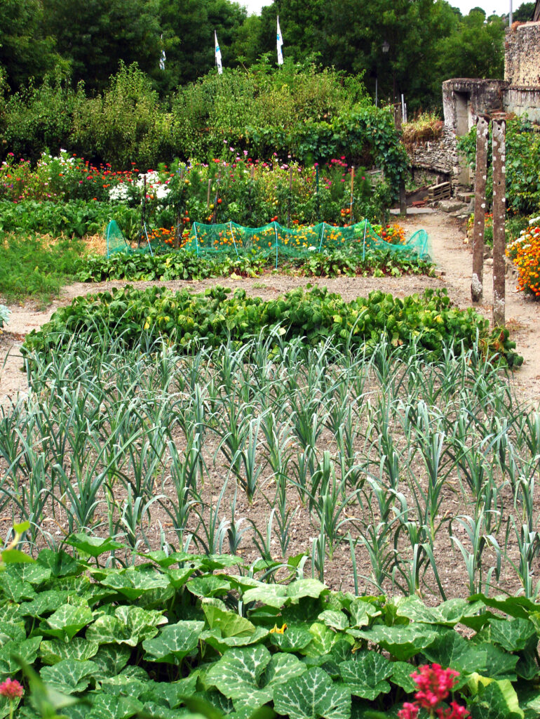 A vegetable patch showing rows of home-grown produce || Genius Vegetable Gardening Tips for Beginners; Not sure how to start a vegetable garden? Then let these vegetable gardening tips guide you through how to plant, grow, and harvest vegetables.