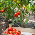 ripe tomatoes ready for picking || Genius Vegetable Gardening Tips for Beginners; Not sure how to start a vegetable garden? Then let these vegetable gardening tips guide you through how to plant, grow, and harvest vegetables.