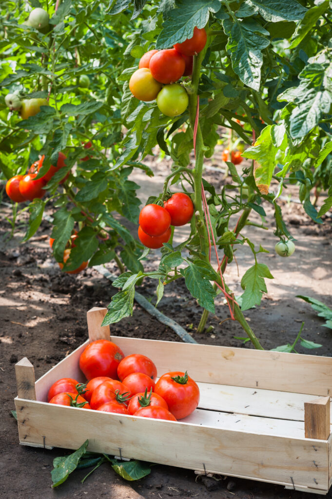 ripe tomatoes ready for picking || Genius Vegetable Gardening Tips for Beginners; Not sure how to start a vegetable garden? Then let these vegetable gardening tips guide you through how to plant, grow, and harvest vegetables.