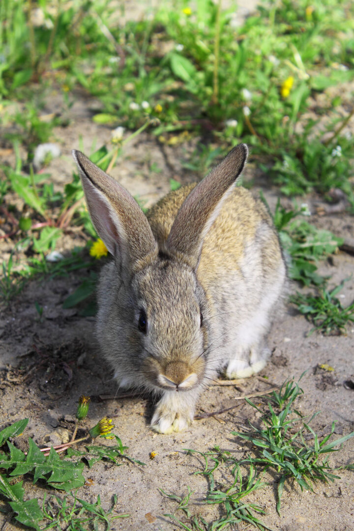 How to Keep Rabbits Out Of Your Vegetable Garden Nikki's Plate