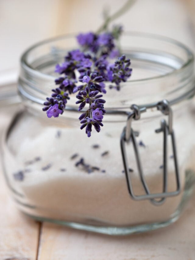 DIY LAVENDER PREVACUUM RUG CLEANER Nikki's Plate