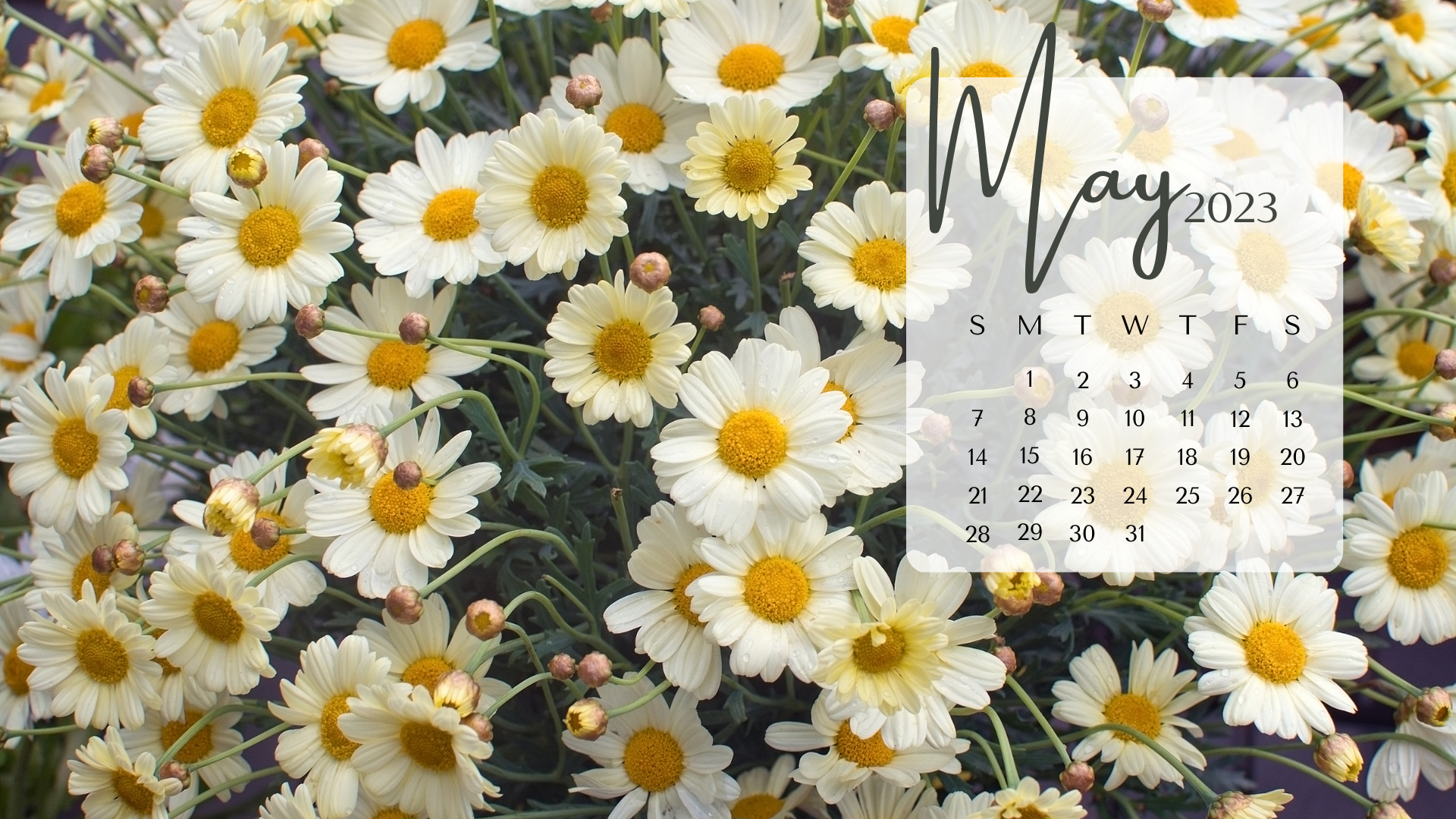 MAY 2023 desktop calendar backgrounds;  Here are your free May backgrounds for computers and laptops. Tech freebies for this month!