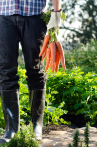 Farmer in boots holding a bunch of carrots, freshly harvested at an organic farm with rows of greens - Want To Start Growing Your Own Food? The Best Plants To Start With