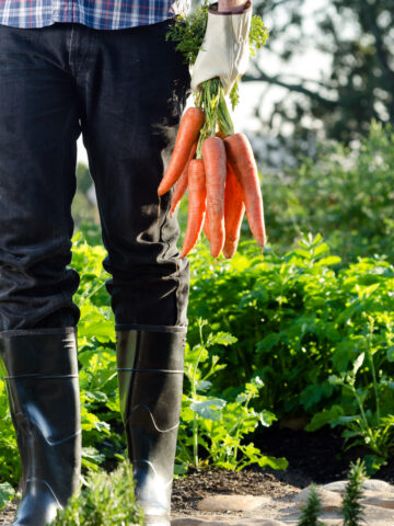 Farmer in boots holding a bunch of carrots, freshly harvested at an organic farm with rows of greens - Want To Start Growing Your Own Food? The Best Plants To Start With