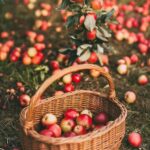 Apple Picking: Top 7 Fun-filled Activities To Enjoy This Fall; Get ready for a season of outdoor adventures and cozy indoor moments. Discover the top 7 fun-filled activities to make the most of this fall. From apple picking to corn mazes, there's something for everyone to enjoy. Don't miss out on the magic of autumn!