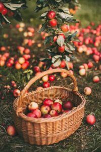 Apple Picking: Top 7 Fun-filled Activities To Enjoy This Fall; Get ready for a season of outdoor adventures and cozy indoor moments. Discover the top 7 fun-filled activities to make the most of this fall. From apple picking to corn mazes, there's something for everyone to enjoy. Don't miss out on the magic of autumn!