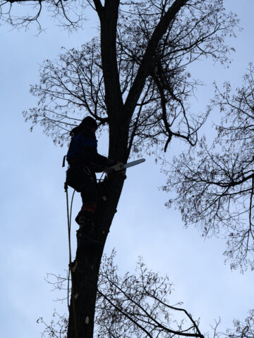 Explore our blog post 'Choose a Professional Tree Removal Service: When and Why' to uncover reasons for needing tree removal, optimal timing, and the importance of professional services. Learn how to maintain the safety and aesthetics of your property.