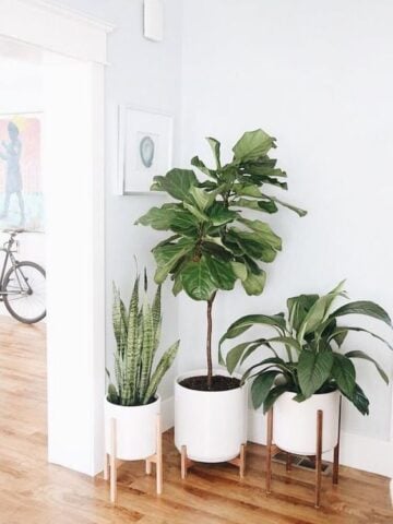 Jump into my practical guide to indoor plants. Discover how to select, care for, and create a thriving indoor garden. Boost your indoor aesthetics while enjoying nature's air purifiers. Green thumb or not, this guide is for you.