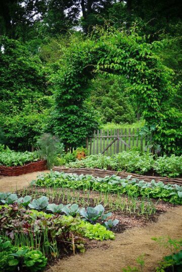 10 Tips for Creating a Successful Vegetable Garden - Nikki's Plate