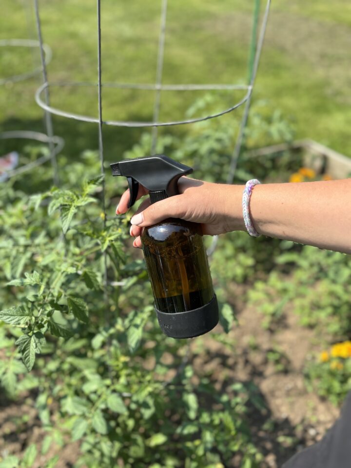 DIY Natural Pest Control for Your Home and Garden - Nikki's Plate