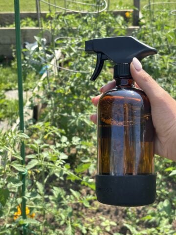Eco-friendly DIY pest spray being applied to tomato plants in backyard garden