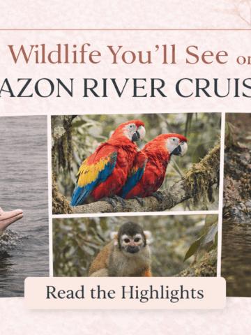 Discover the unforgettable wildlife you can see on an Amazon River cruise, from pink river dolphins and macaws to monkeys, caiman, and exotic birds in their natural habitat.