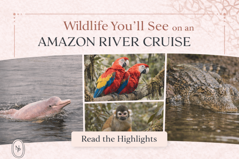 Discover the unforgettable wildlife you can see on an Amazon River cruise, from pink river dolphins and macaws to monkeys, caiman, and exotic birds in their natural habitat.