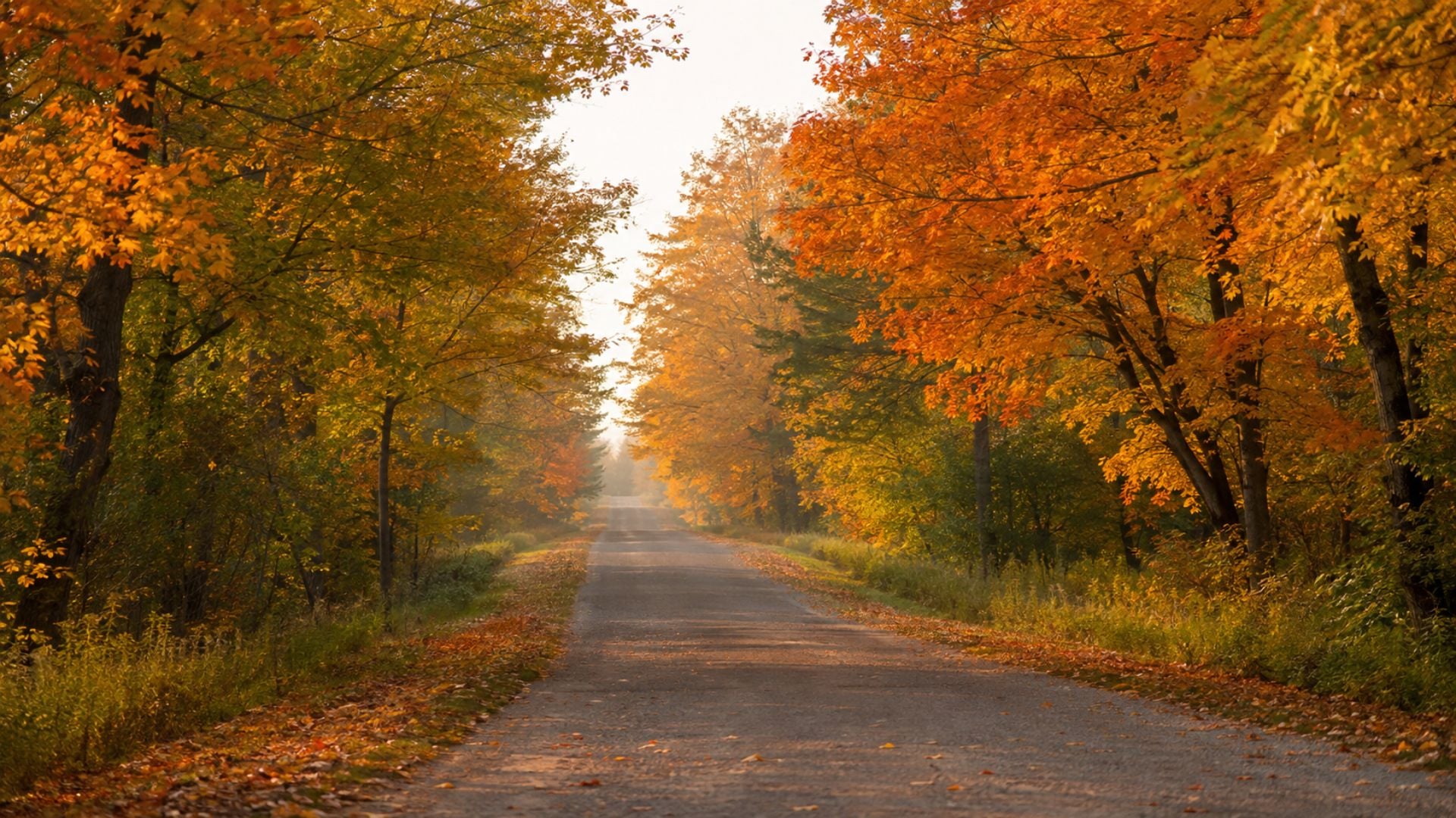Quiet country road framed by glowing orange and golden maple trees for a peaceful fall desktop wallpaper.